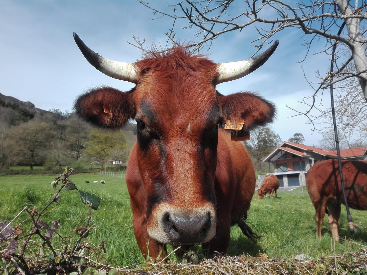 Agroturismo La Casona De Belmonte Ovinana  외부 사진