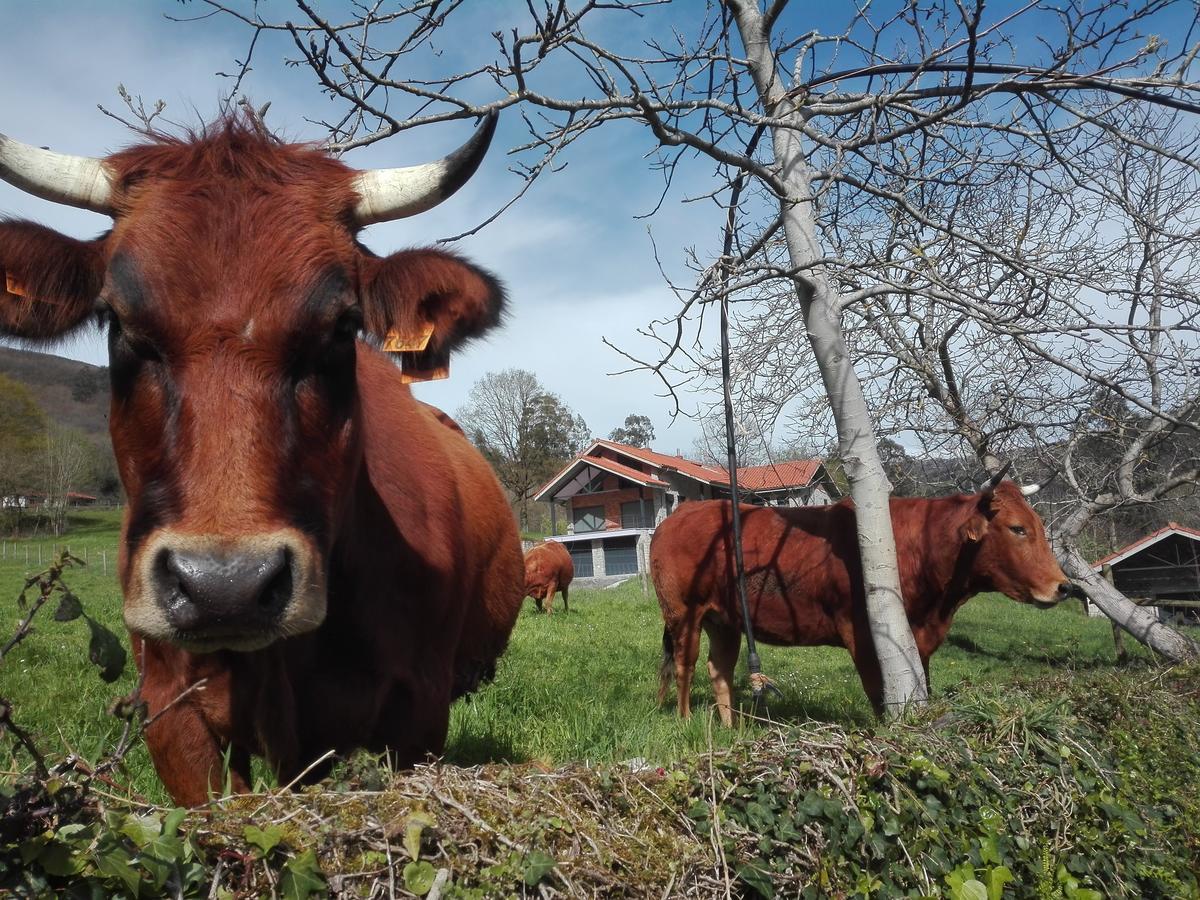 Agroturismo La Casona De Belmonte Ovinana  외부 사진